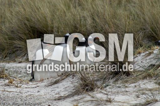 Eselspinguin (29 von 97).jpg